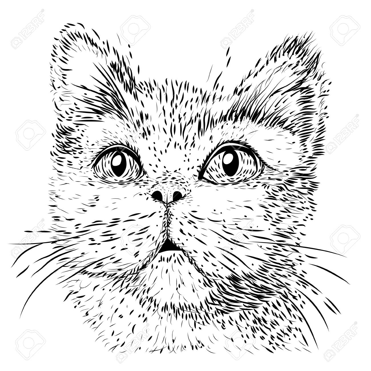 Sketch Of A Cat Head On A White Background
