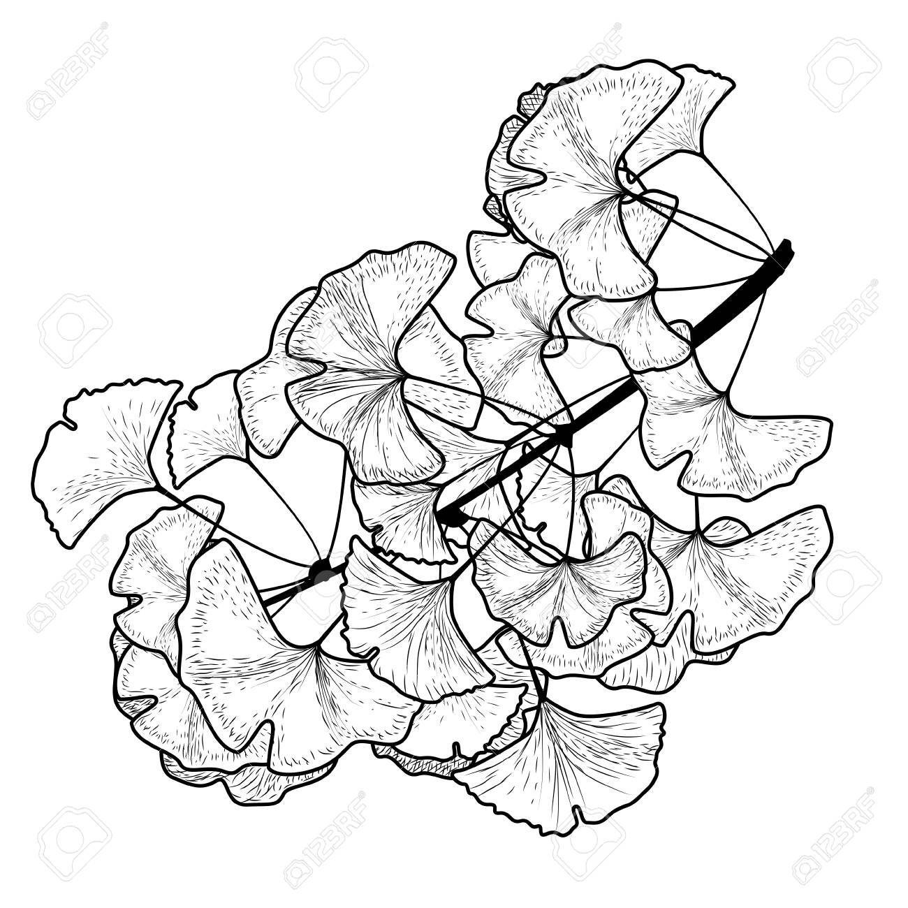 Sketch Ginkgo Biloba Tree Branch With Leaves On A White Background Royalty  Free SVG, Cliparts, Vectors, and Stock Illustration. Image 126374104., image size:1300x1300