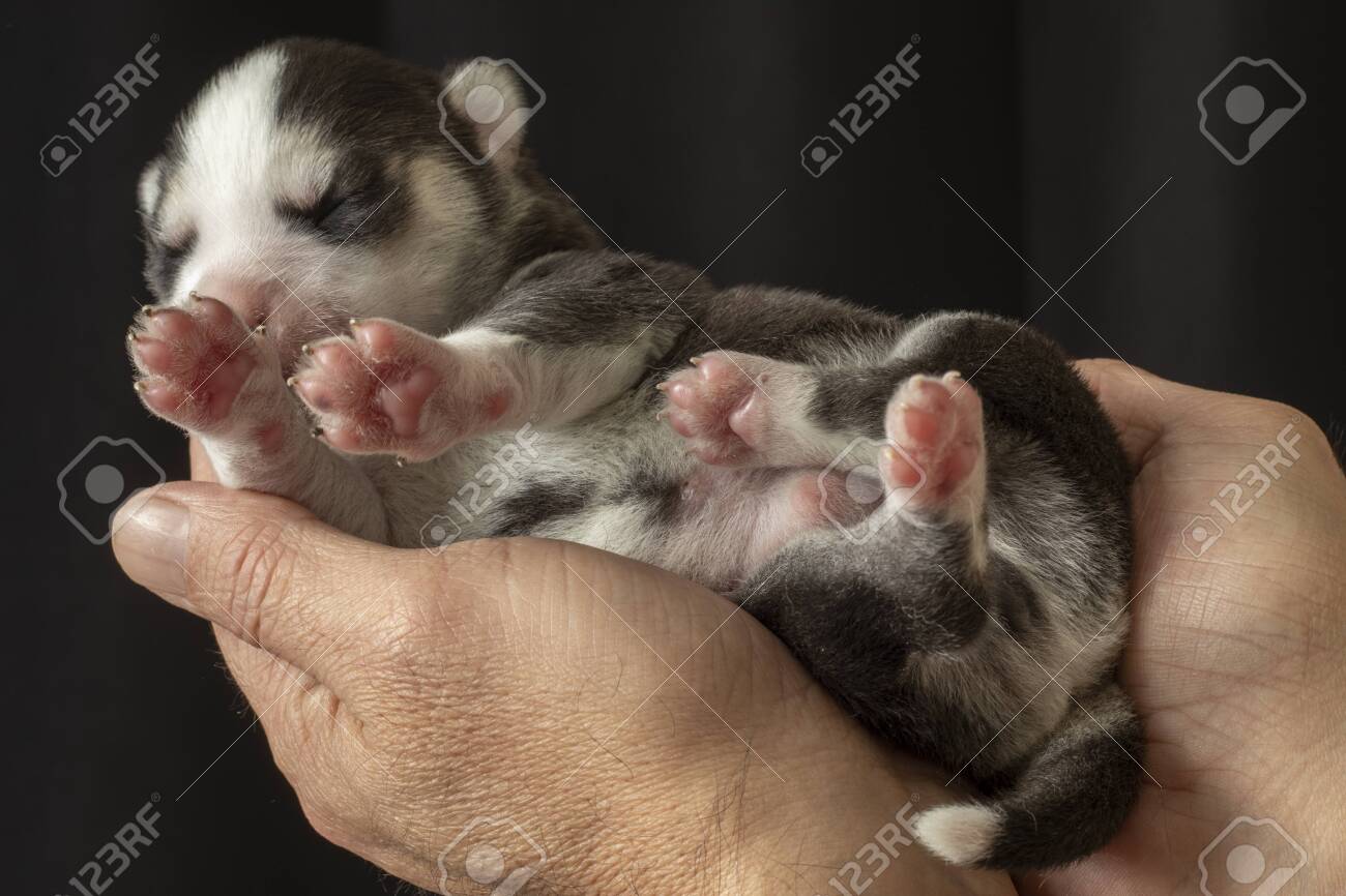 1 week old siberian husky puppies