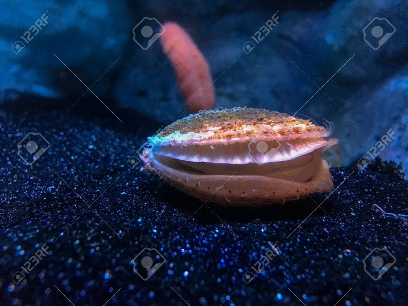 etiam-dictum-ipsum-a-felis