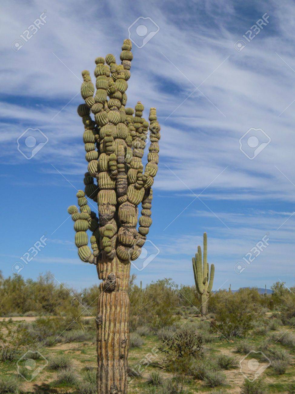 Bubble Saguaro Cactus Stock Photo Picture And Royalty Free Image Image 17999726
