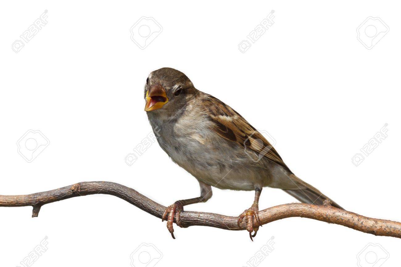 開放的で くちばしと雀鳴き声横枝が 白い背景の上に腰掛けながら歌 の写真素材 画像素材 Image
