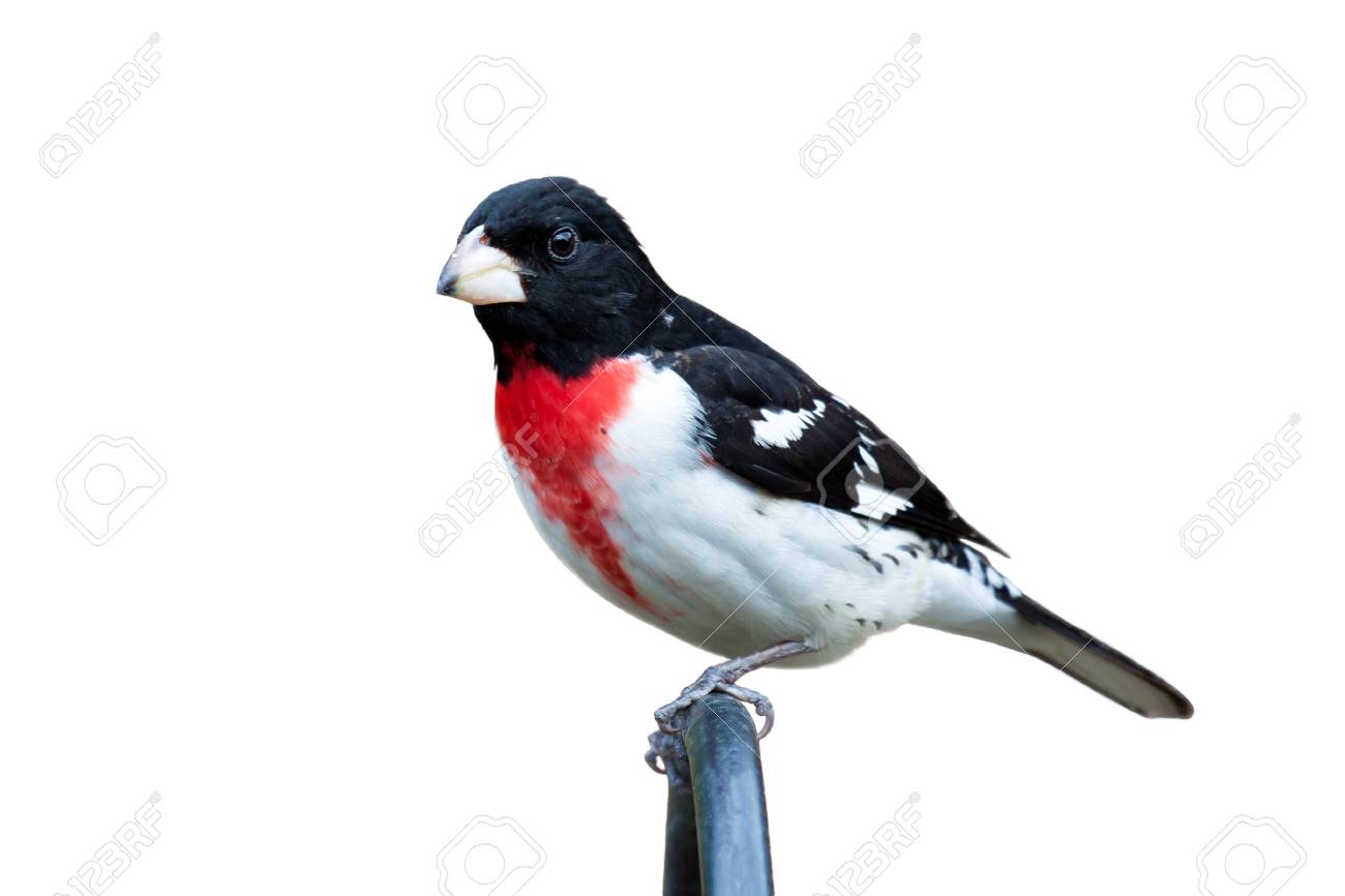 Perched Rose Breasted Grosbeak Stares Into The Distance The