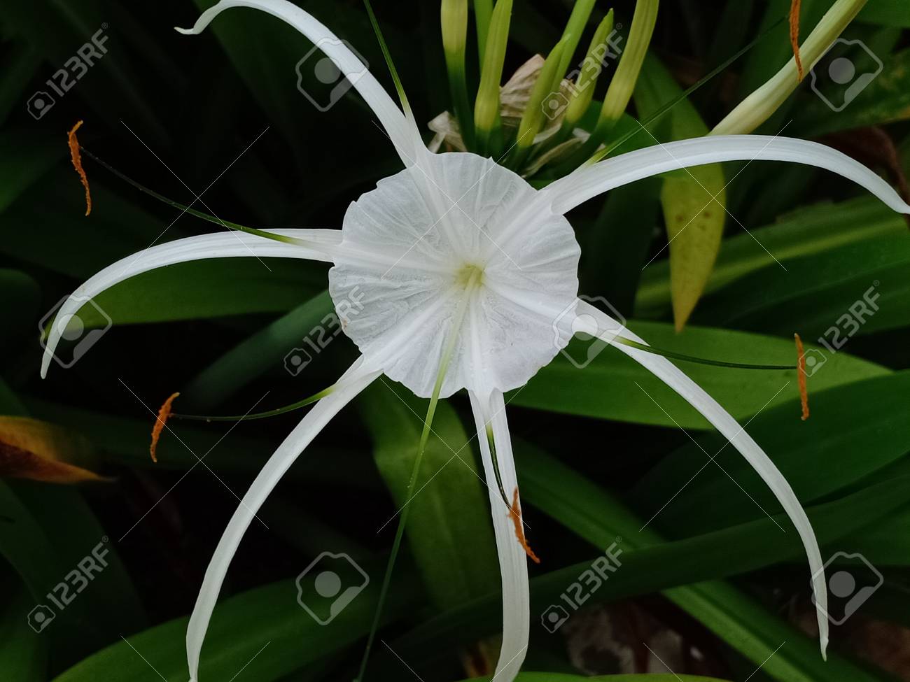 etiam-dictum-ipsum-a-felis