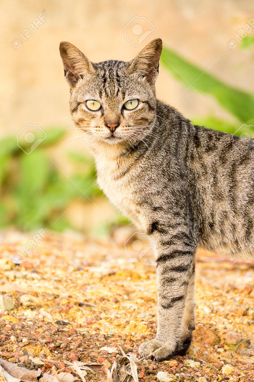 Chat tigré clair