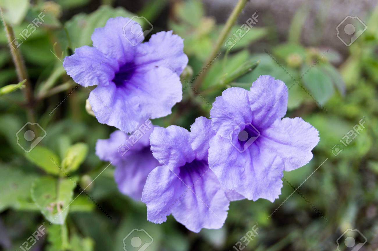 Lila Bluten Wachsen Schone Zimmerpflanzen Lizenzfreie Fotos Bilder Und Stock Fotografie Image 31244350