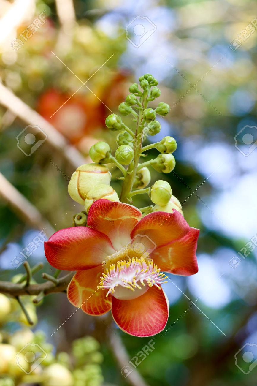 Shorea Robusta, Also Known As Sal Or Shala Tree, Is A
