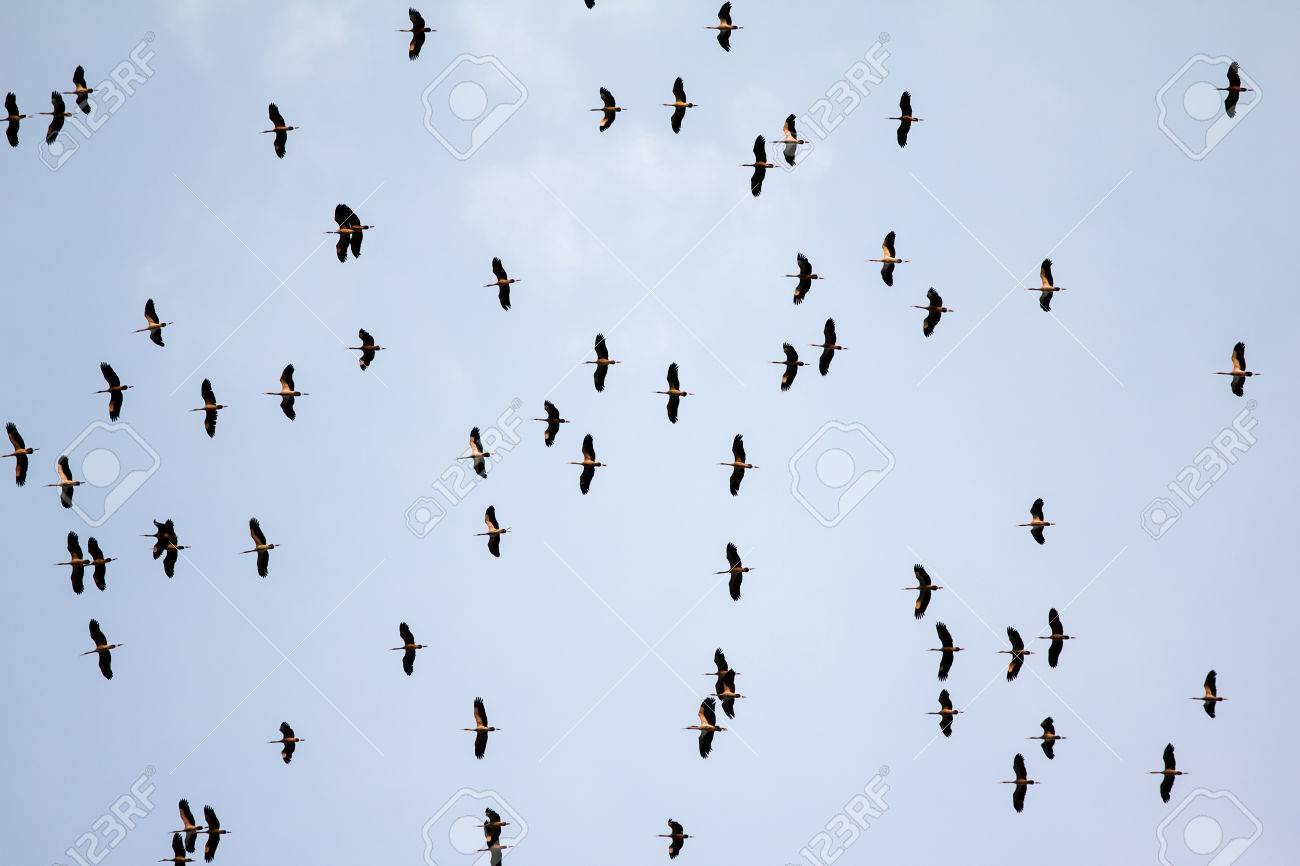 多くの鳥は 夜に空を飛んでいます の写真素材 画像素材 Image