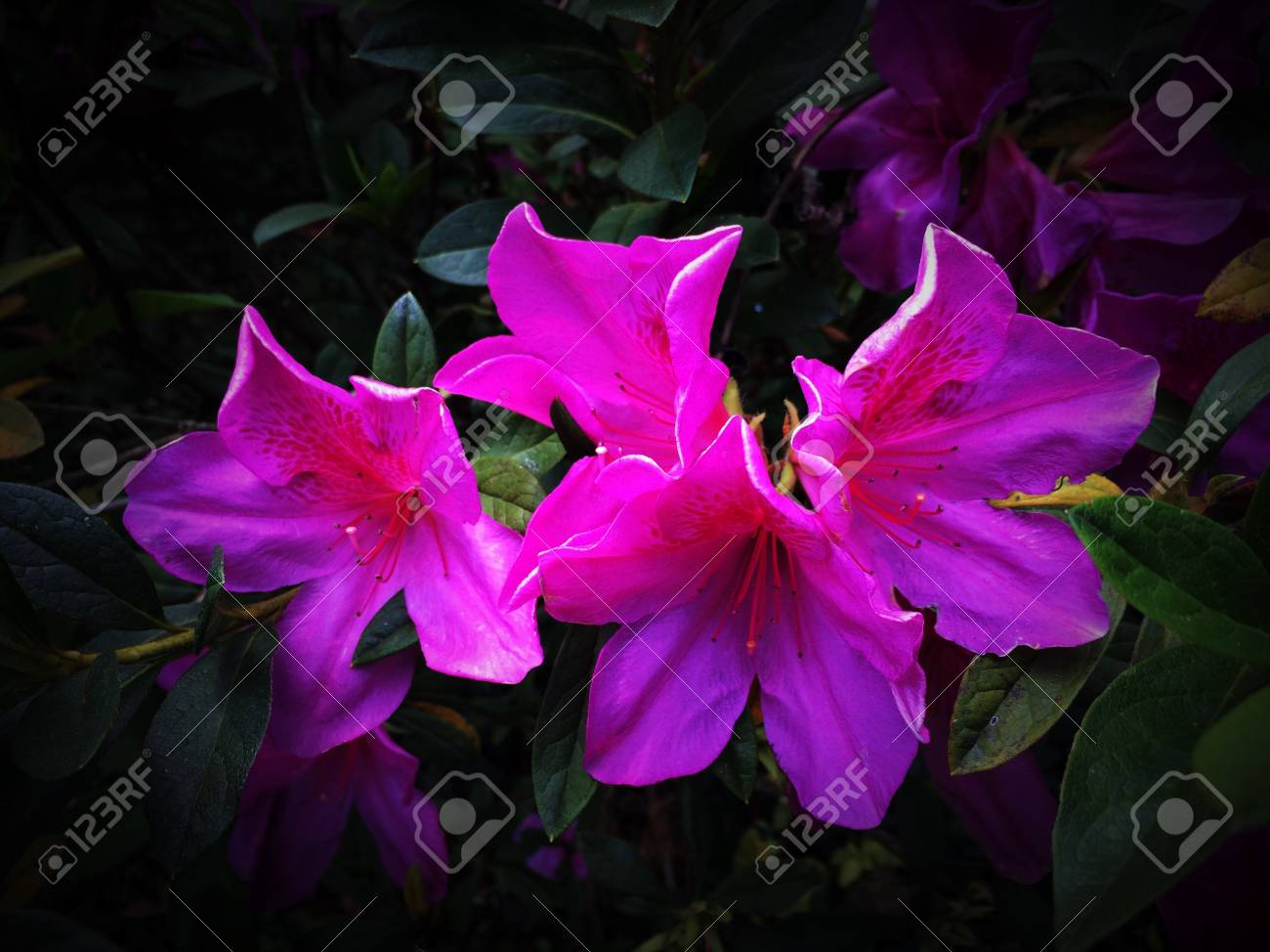 etiam-dictum-ipsum-a-felis