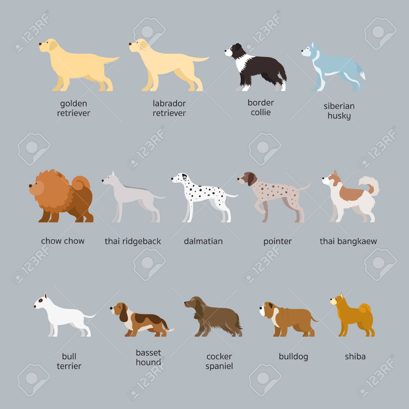 medium dog breeds