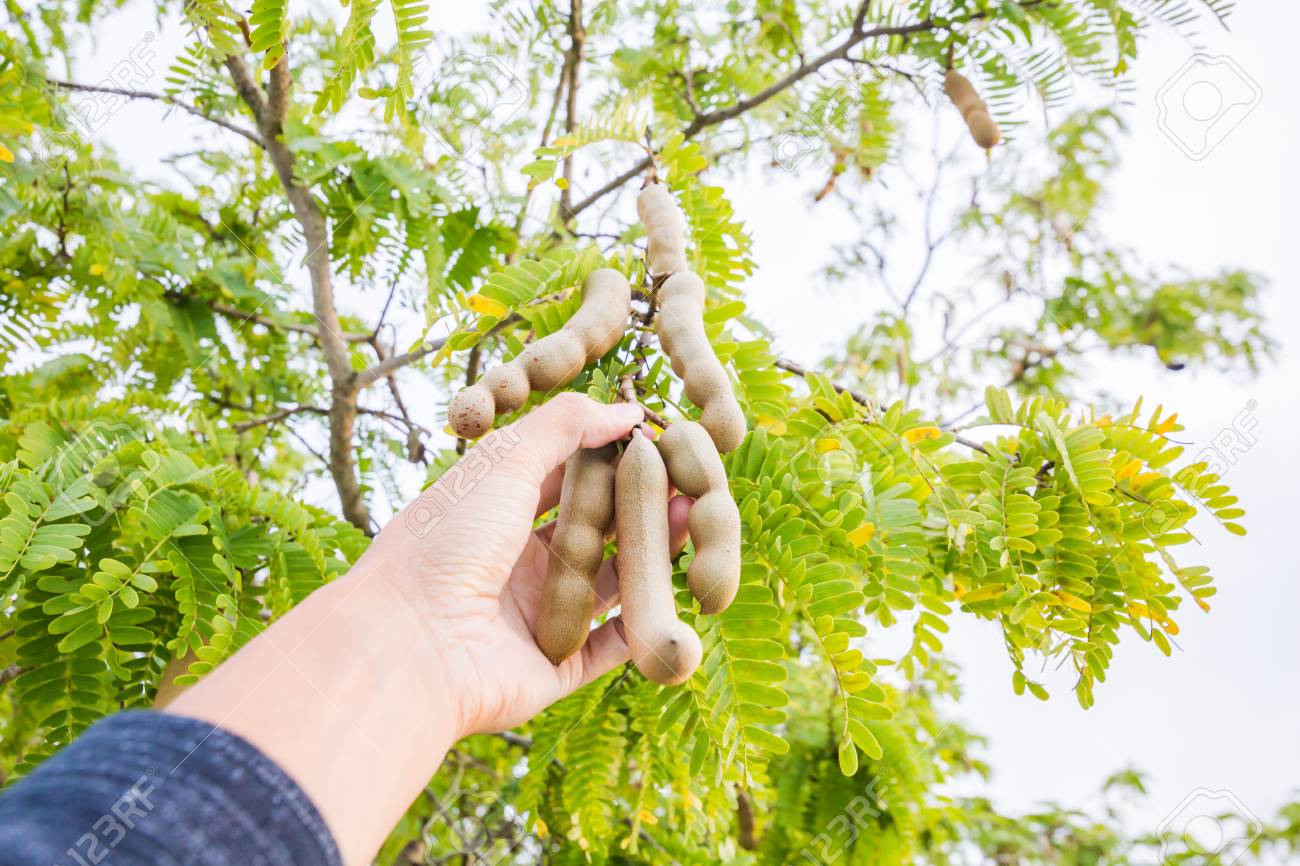 Hand Famer Picking Tamarind From Tree In Garden Fruit Stock Photo Picture And Royalty Free Image Image