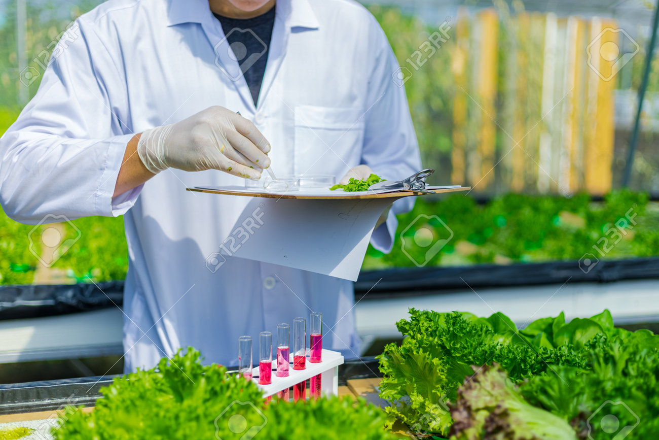 Scientists test the solution, Chemical inspection, Check freshness at organic, hydroponic farm. - 160478244 Scientists test the solution, Chemical inspection, Check freshness at organic, hydroponic farm. - 160478244