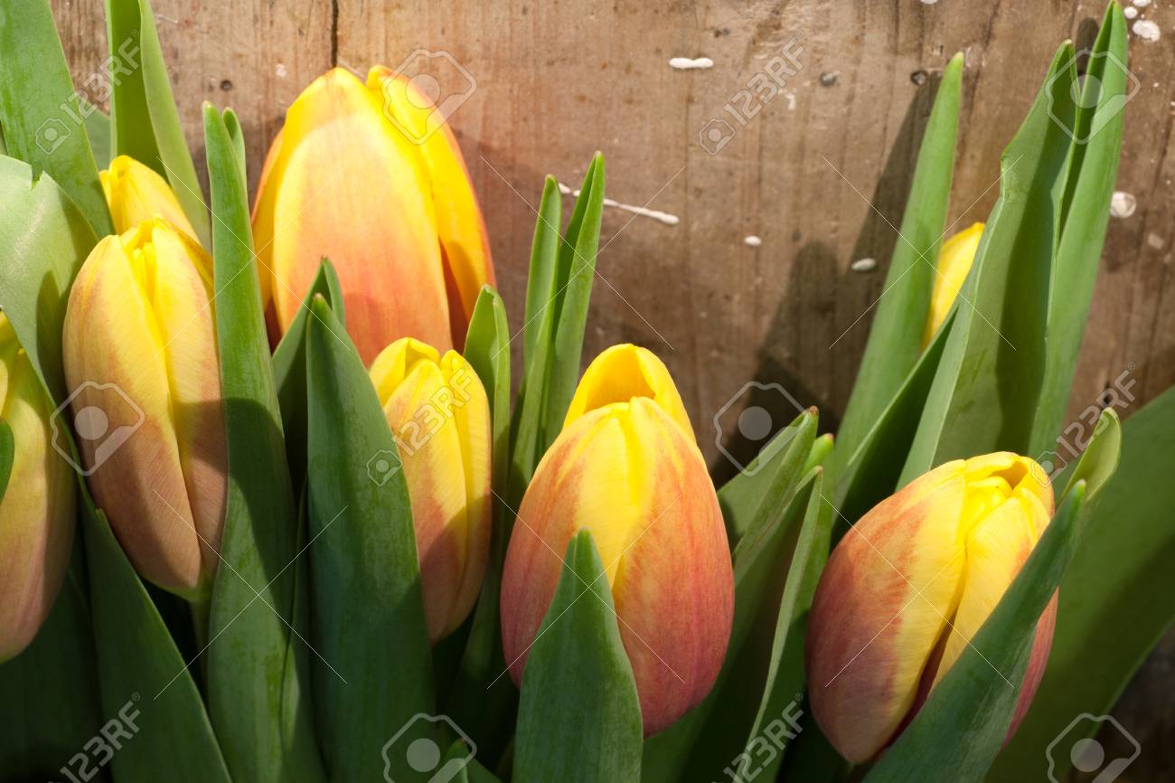 Tulips on an antique wooden background - 43356239 Tulips on an antique wooden background - 43356239