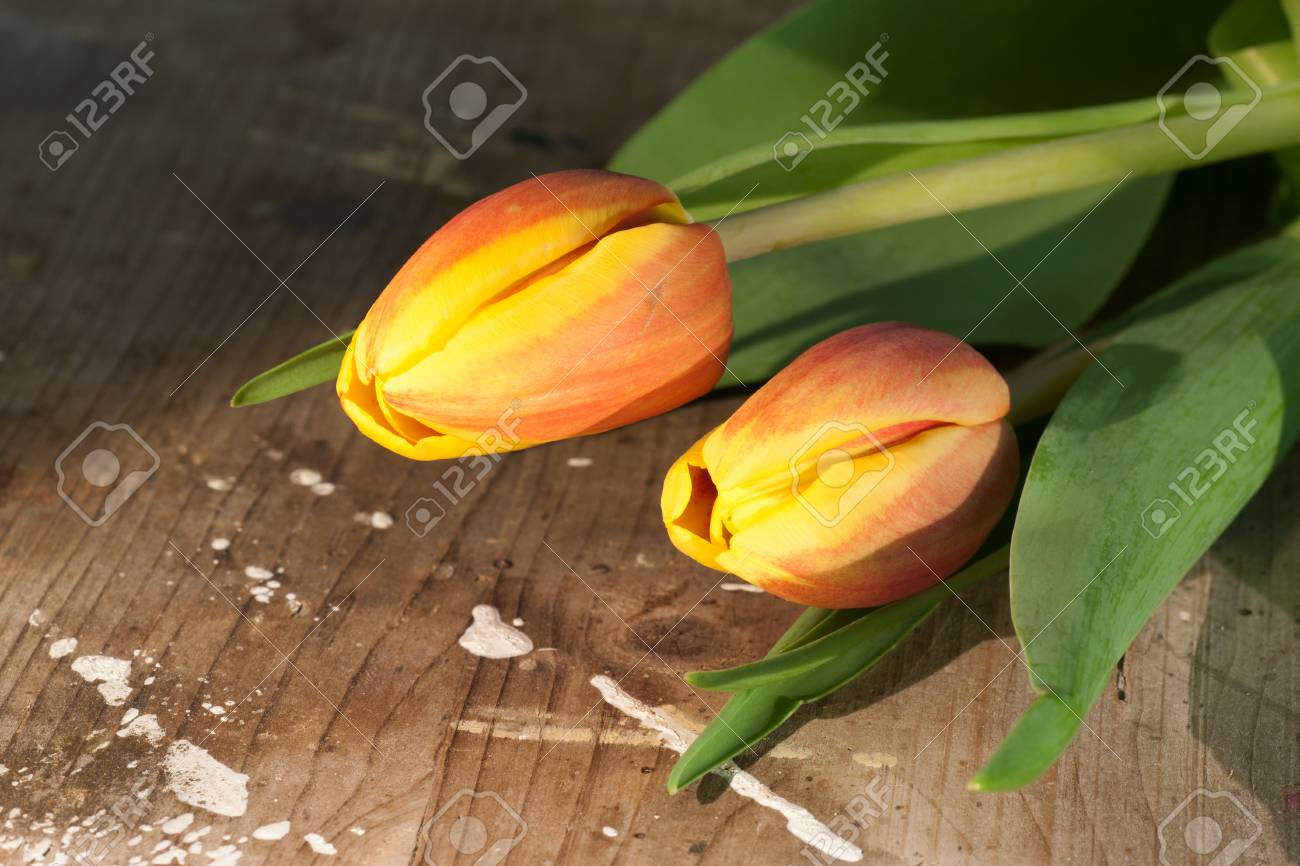Tulips on an antique wooden background - 43358383 Tulips on an antique wooden background - 43358383