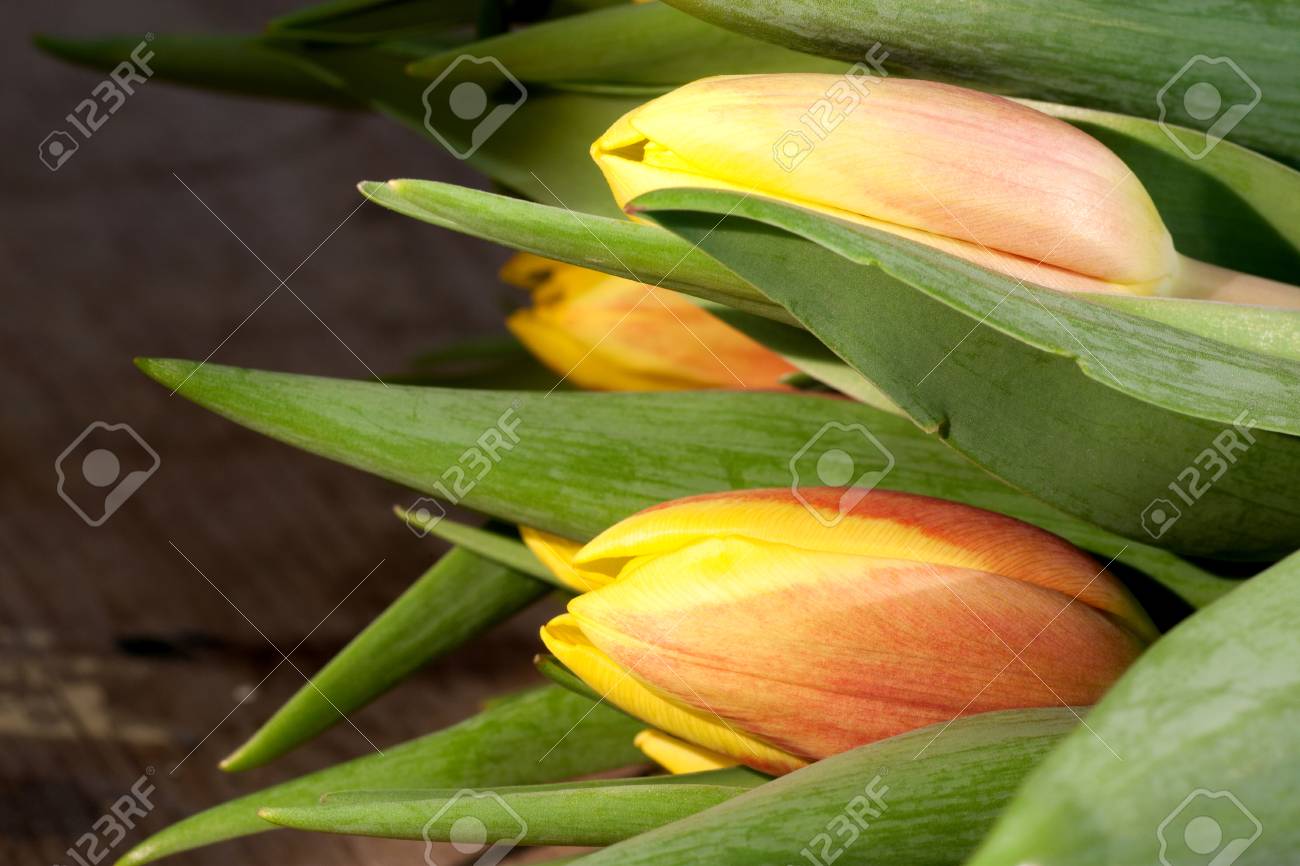 Tulips on an antique wooden background - 43359372 Tulips on an antique wooden background - 43359372