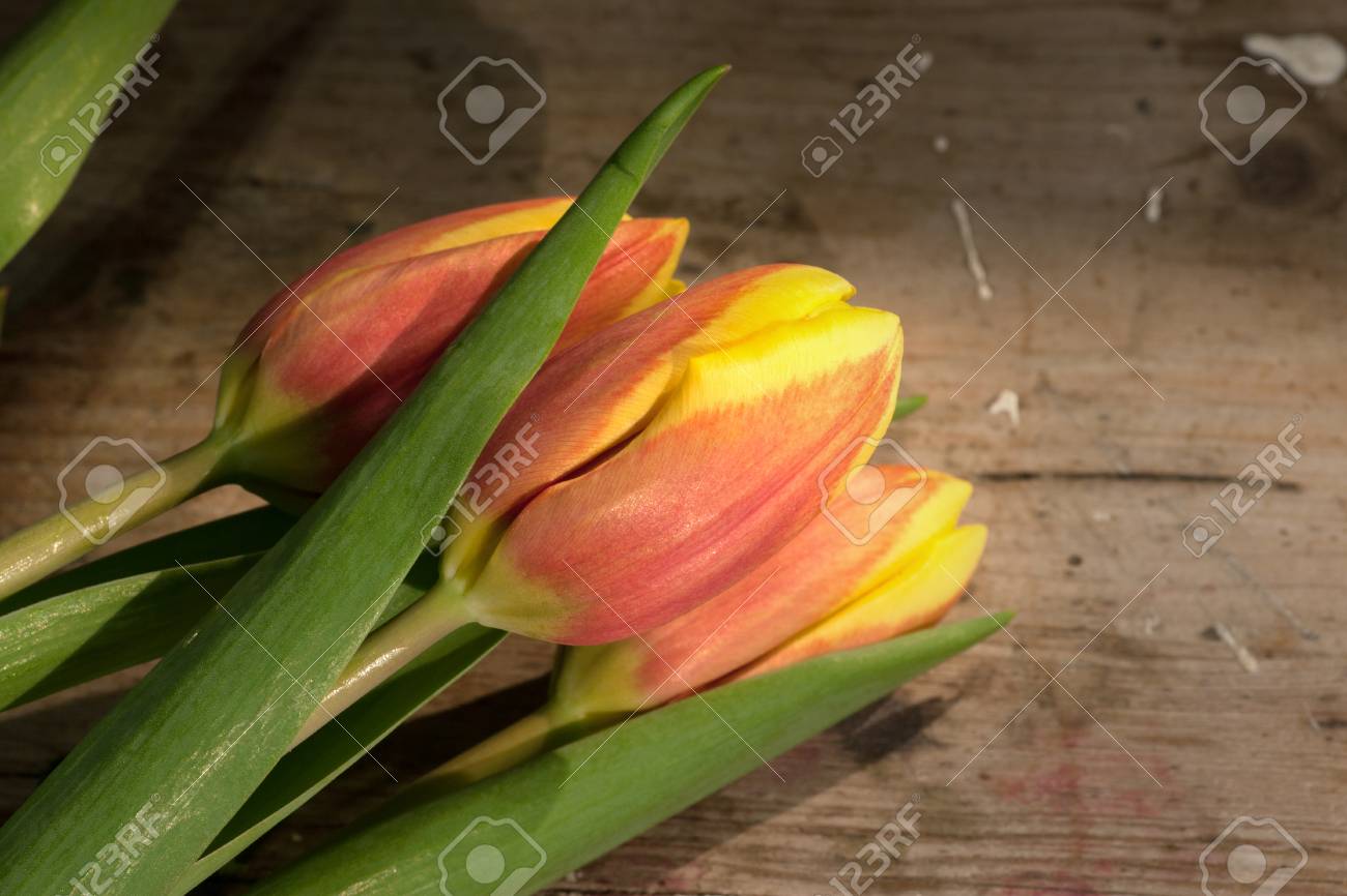 Tulips on an antique wooden background - 43359274 Tulips on an antique wooden background - 43359274