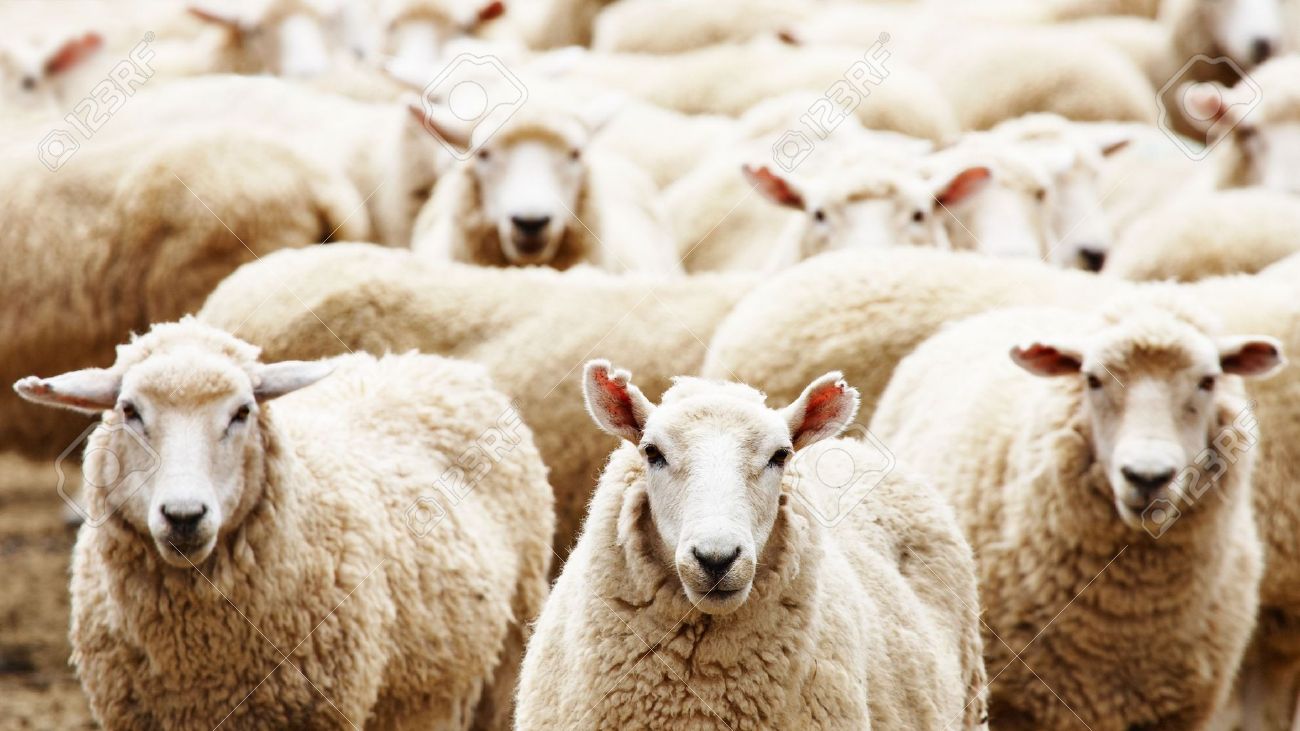 Image result for herd sheep