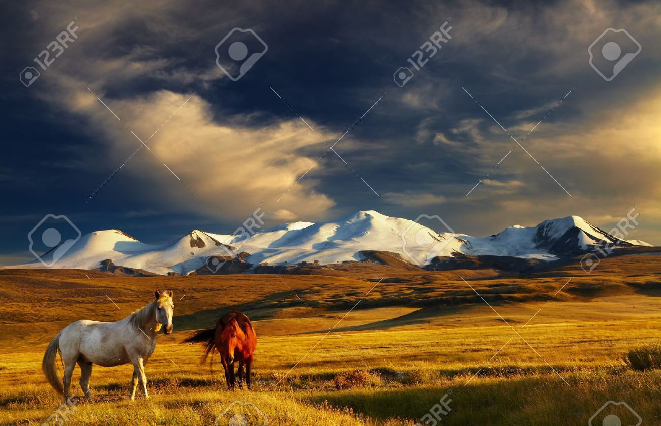 Grazing horses at sunset, plateau Ukok, the junction of Russian, Mongolian and Chinese boarders - 13401787 Grazing horses at sunset, plateau Ukok, the junction of Russian, Mongolian and Chinese boarders - 13401787