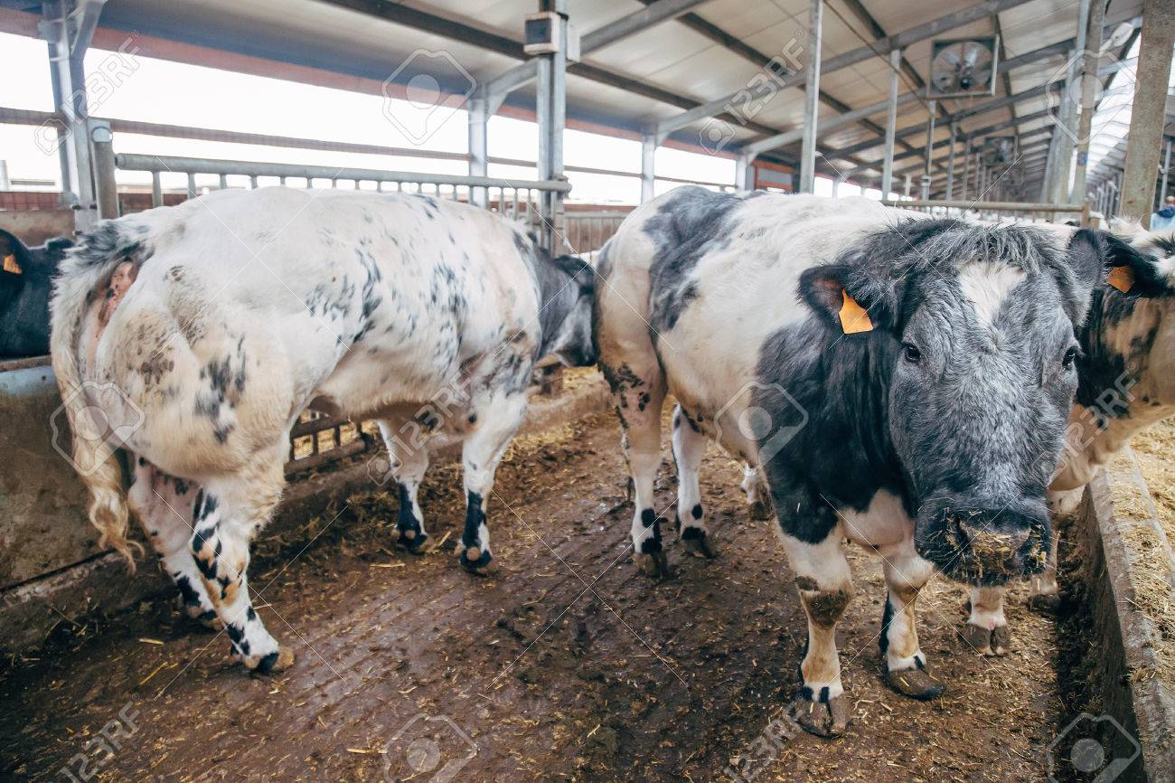 Blue Belgian Meat Cow In Free Livestock Stall Stock Photo, Picture and  Royalty Free Image. Image 74890887., image size:1300x866