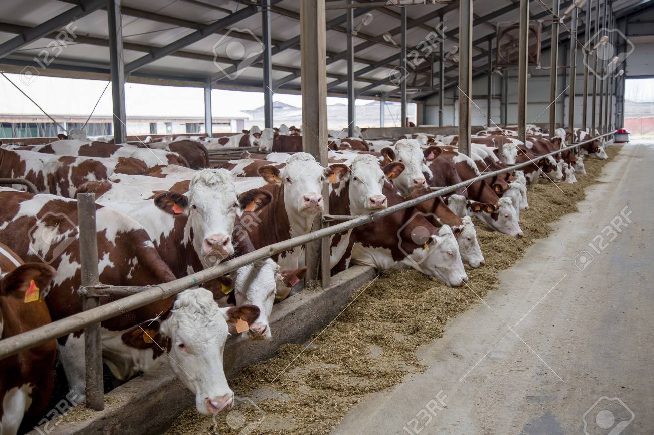 無料家畜の屋台で乳牛 の写真素材 画像素材 Image