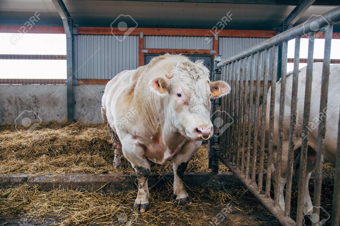 無料家畜の屋台でベルギー肉牛 Inseminator の写真素材 画像素材 Image 6323
