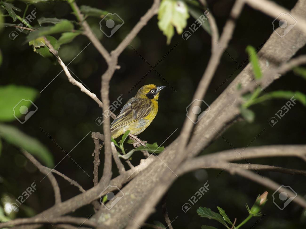 etiam-dictum-ipsum-a-felis