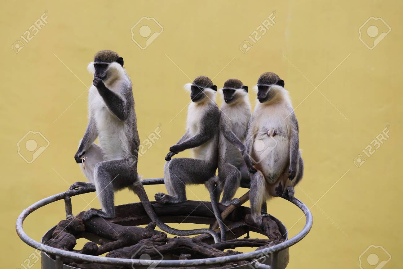 etiam-dictum-ipsum-a-felis