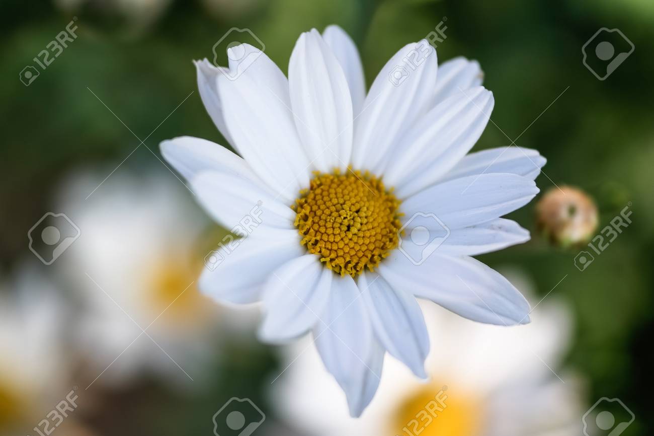 etiam-dictum-ipsum-a-felis