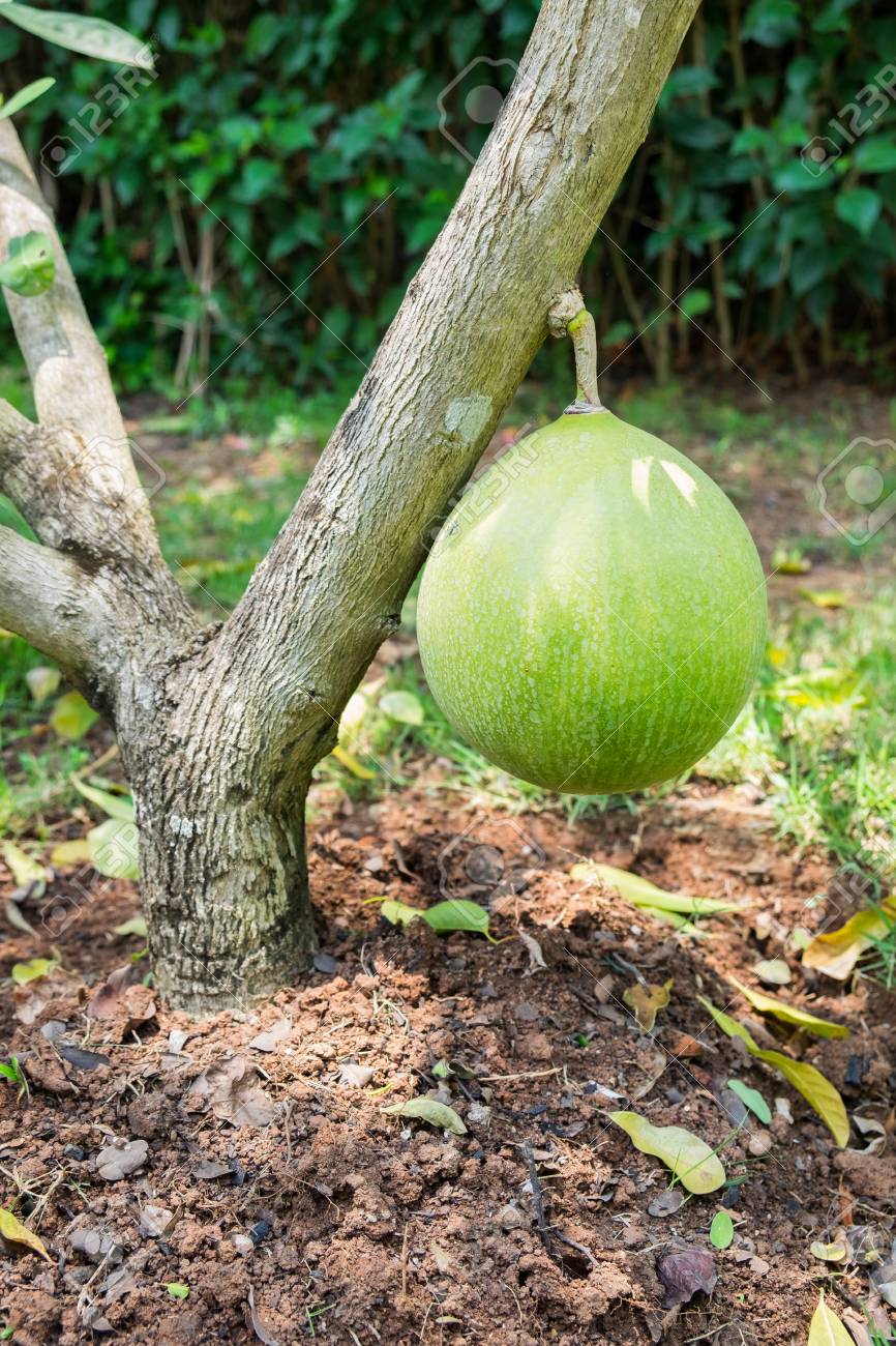 カラバシュ カラバッシュツリー ワイルドカラバッシュ クレセンシアクジェテ ビノニアエースは木の上に丸い緑 の写真素材 画像素材 Image