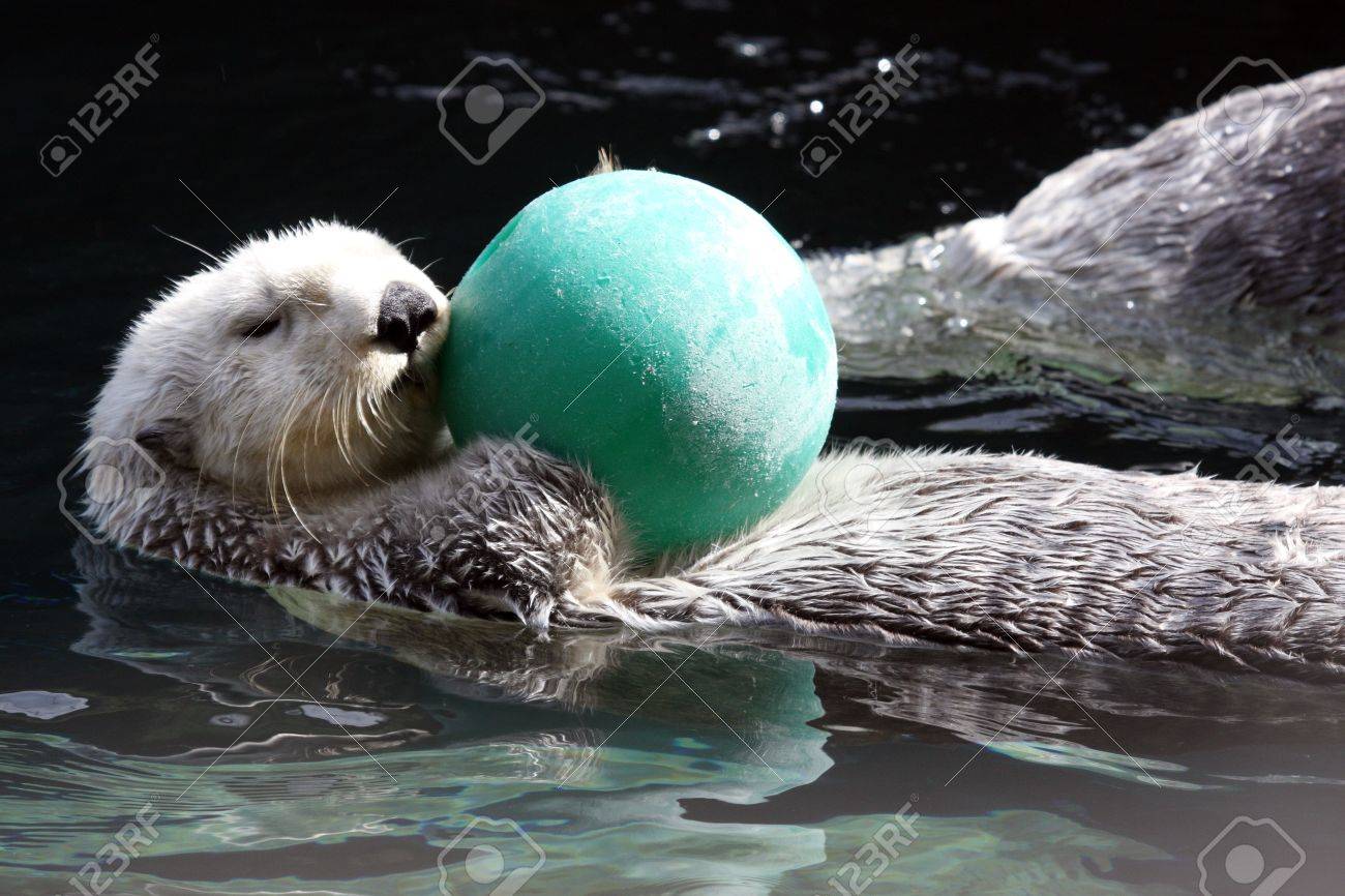 ラッコ の写真素材 画像素材 Image