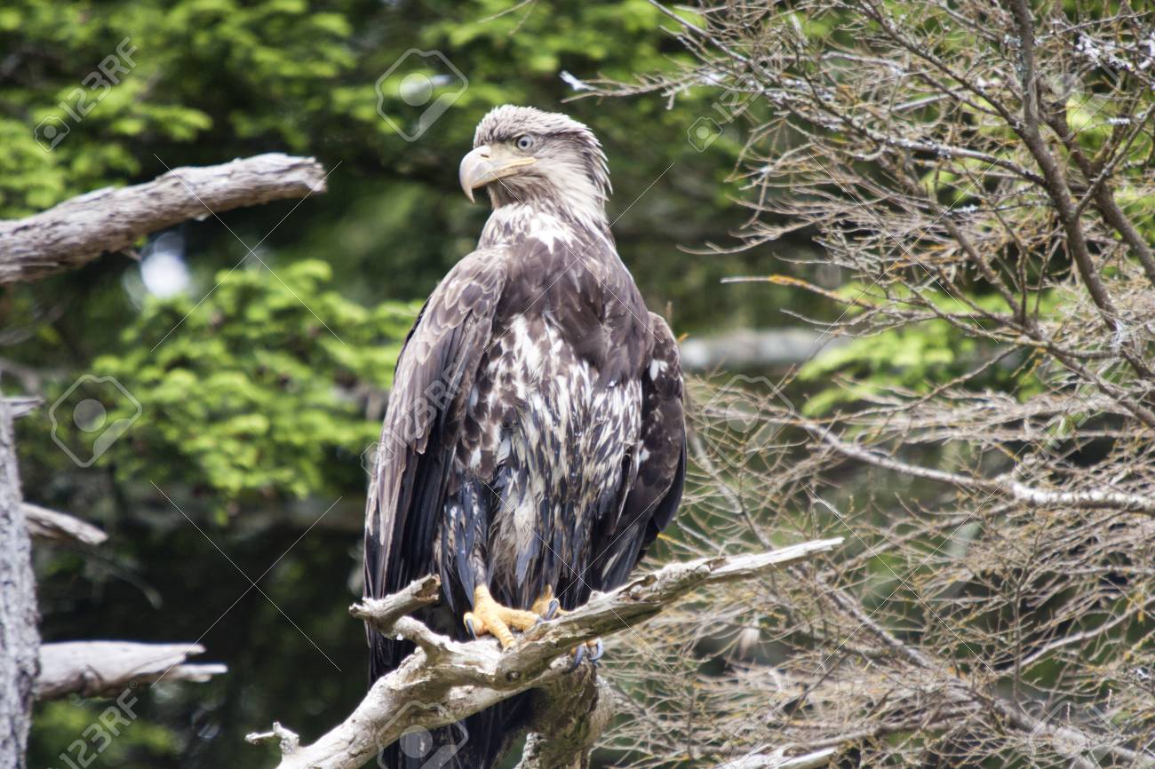 immature bald eagle perched on limb stock photo picture and royalty