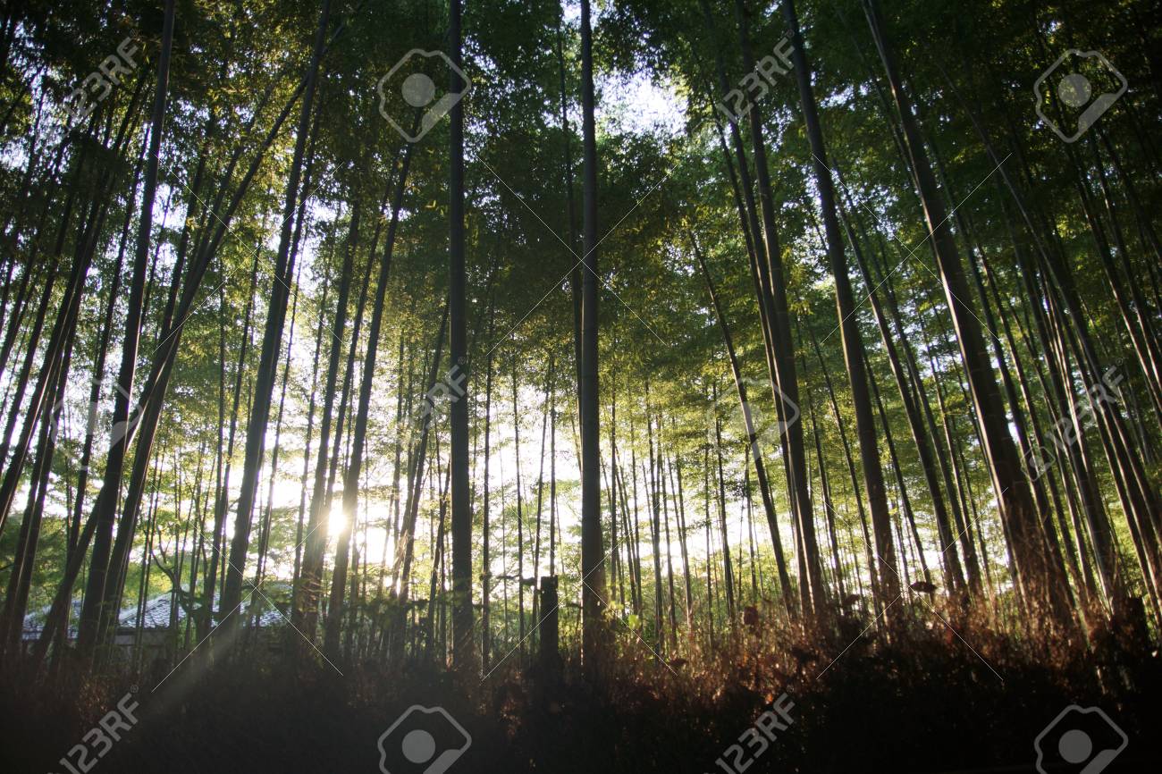 朝の太陽の竹藪 の写真素材 画像素材 Image 朝の太陽の竹藪 の写真素材 画像素材 Image