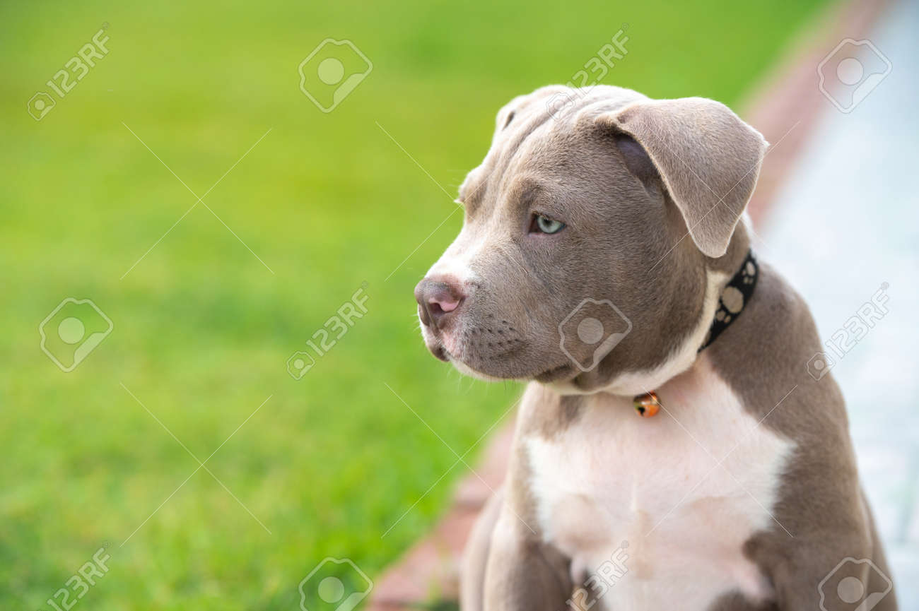 American Bully Puppy Dog, Pet Funny And Cute Stock Photo, Picture and  Royalty Free Image. Image 177473966., image size:1300x865