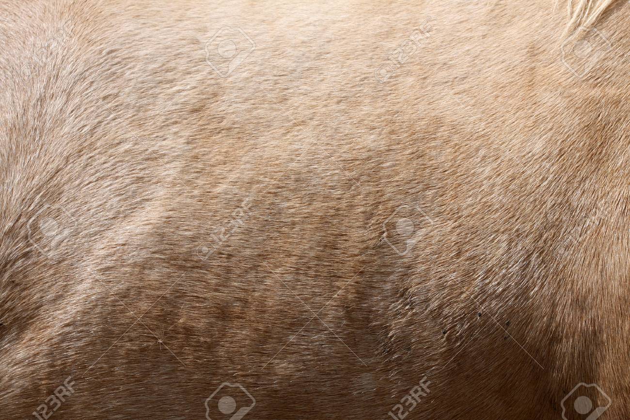 馬毛 Horsehair Japaneseclass Jp
