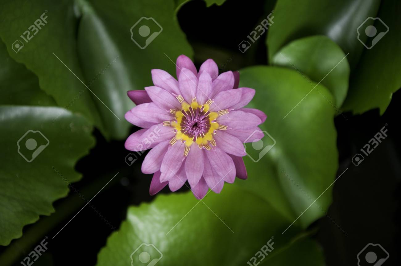 etiam-dictum-ipsum-a-felis