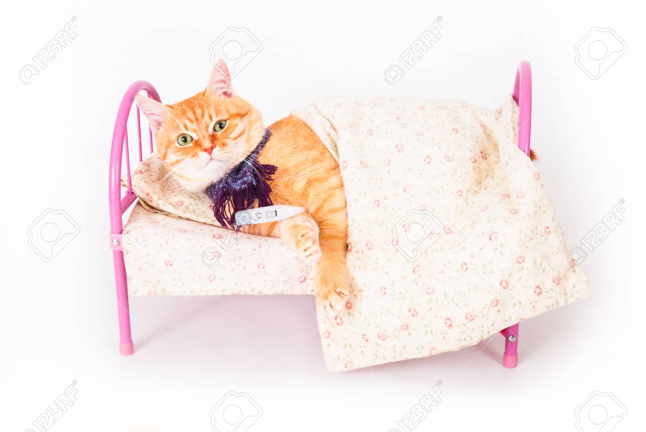 Rouge Chat Couche Dans Son Lit Avec Un Thermometre Le Concept De Sante Veterinaire Et Animale Studio Shot Banque D Images Et Photos Libres De Droits Image