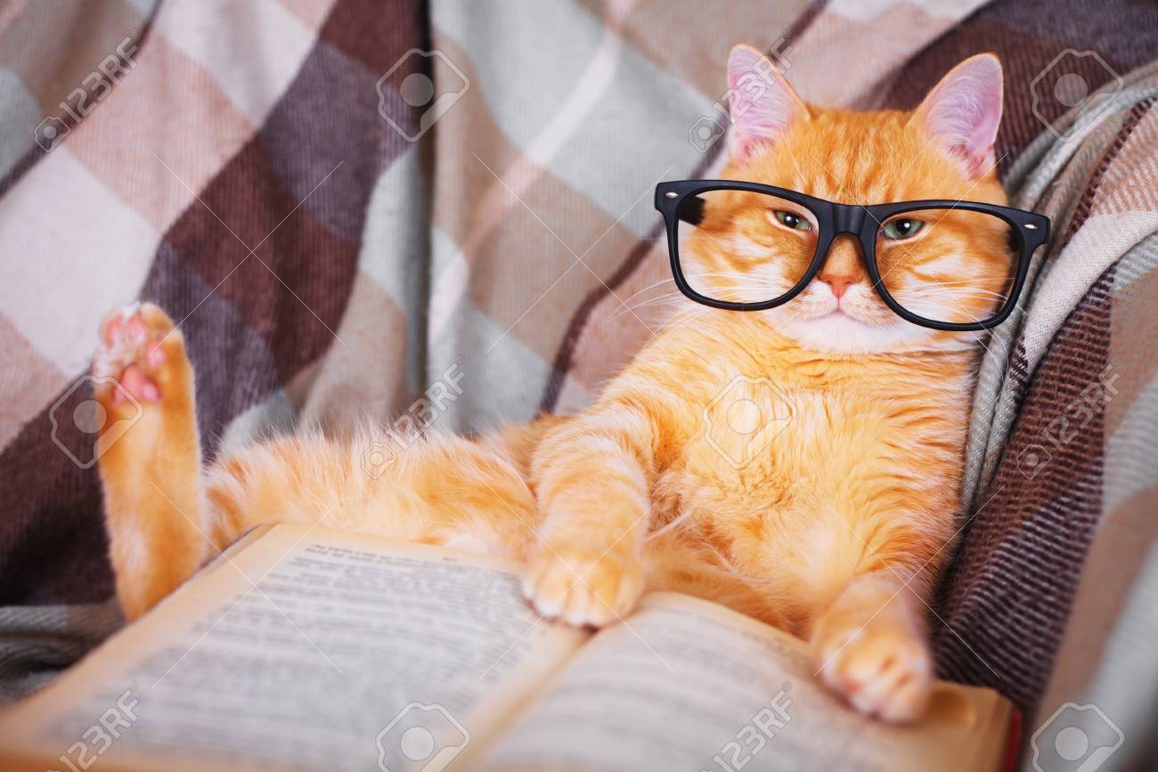 Mignon Rouge Chat Lunettes Mensonge Canape Livre Banque D Images Et Photos Libres De Droits Image