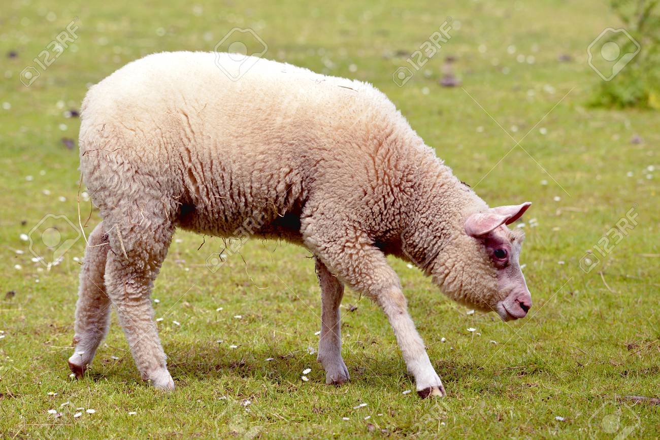 少年羊 Ovis の牡羊座 は 様々 なフランスのコタンタン半島 プロファイルから見た草の上を歩く の写真素材 画像素材 Image 少年羊 Ovis の牡羊座 は 様々 なフランスのコタンタン半島 プロファイルから見た草の上を歩く の写真素材 画像素材 Image