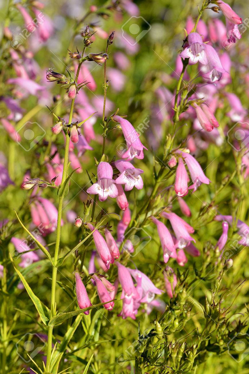 ピンクの Beardtongue の花 宿根草 の写真素材 画像素材 Image 5139 ピンクの Beardtongue の花 宿根草 の写真素材 画像素材 Image 5139