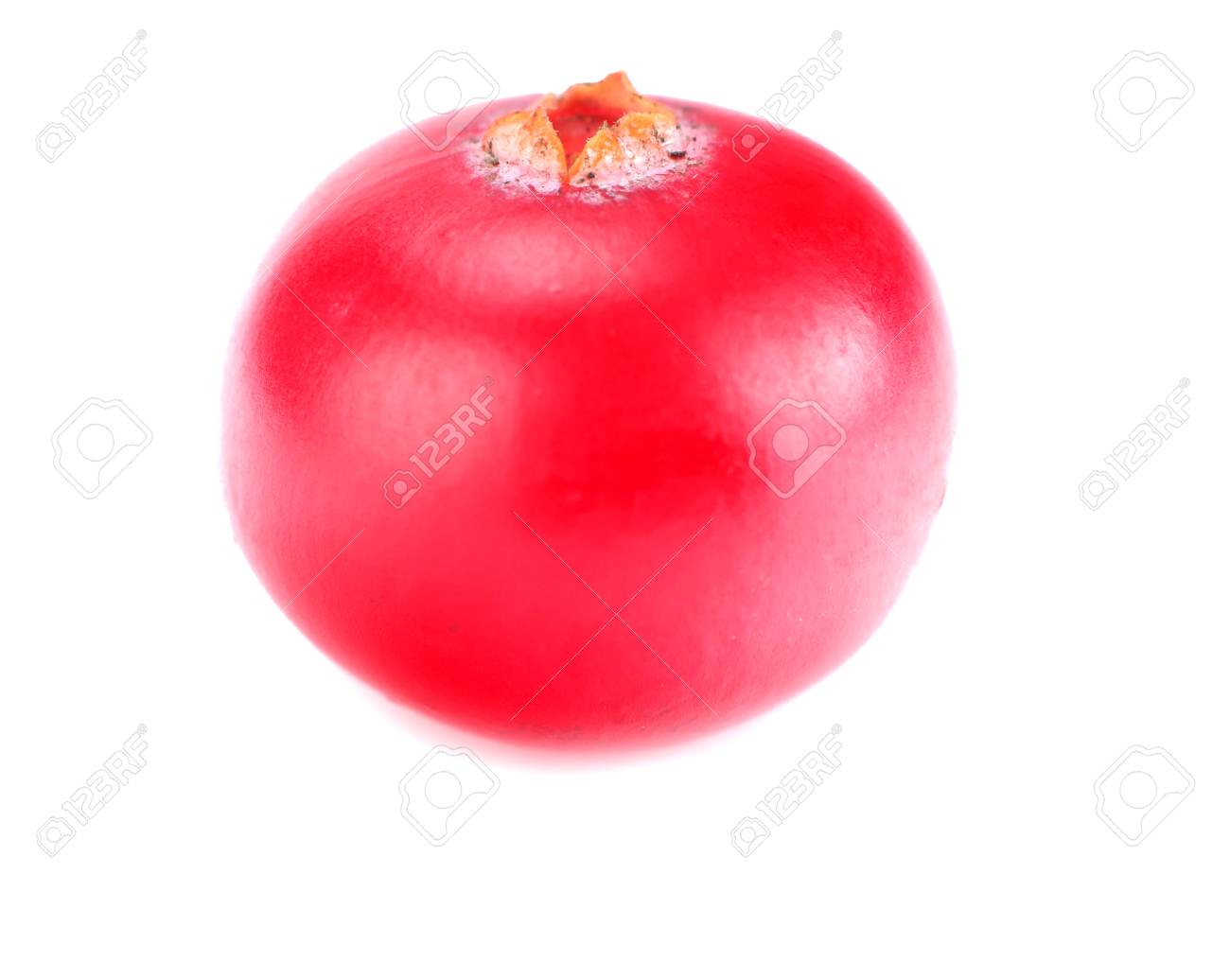 One Cranberry Isolated On White Background. Macro Stock Photo, Picture and  Royalty Free Image. Image 109020062.