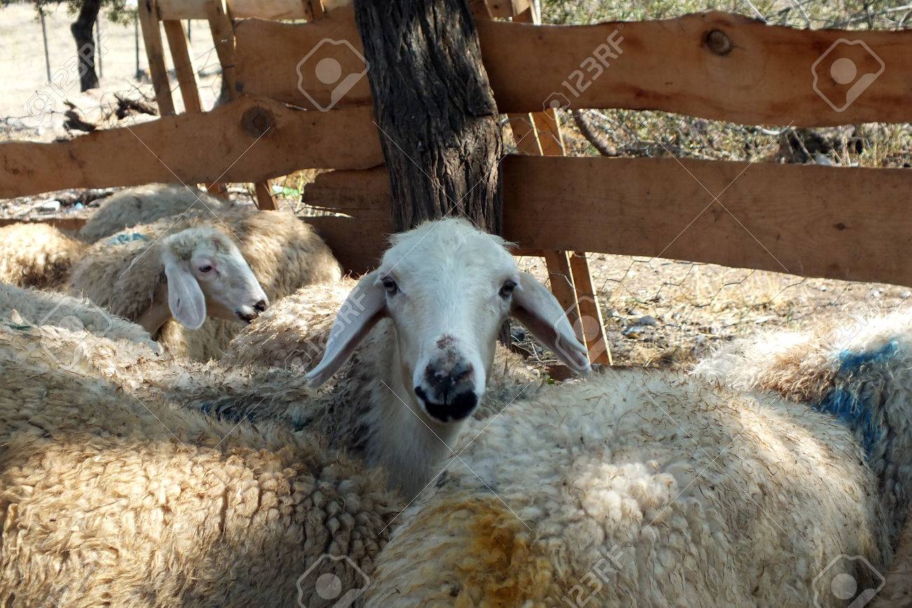 イスラム教徒の国での犠牲祭のいけにえの羊 の写真素材 画像素材 Image イスラム教徒の国での犠牲祭のいけにえの羊 の写真素材 画像素材 Image