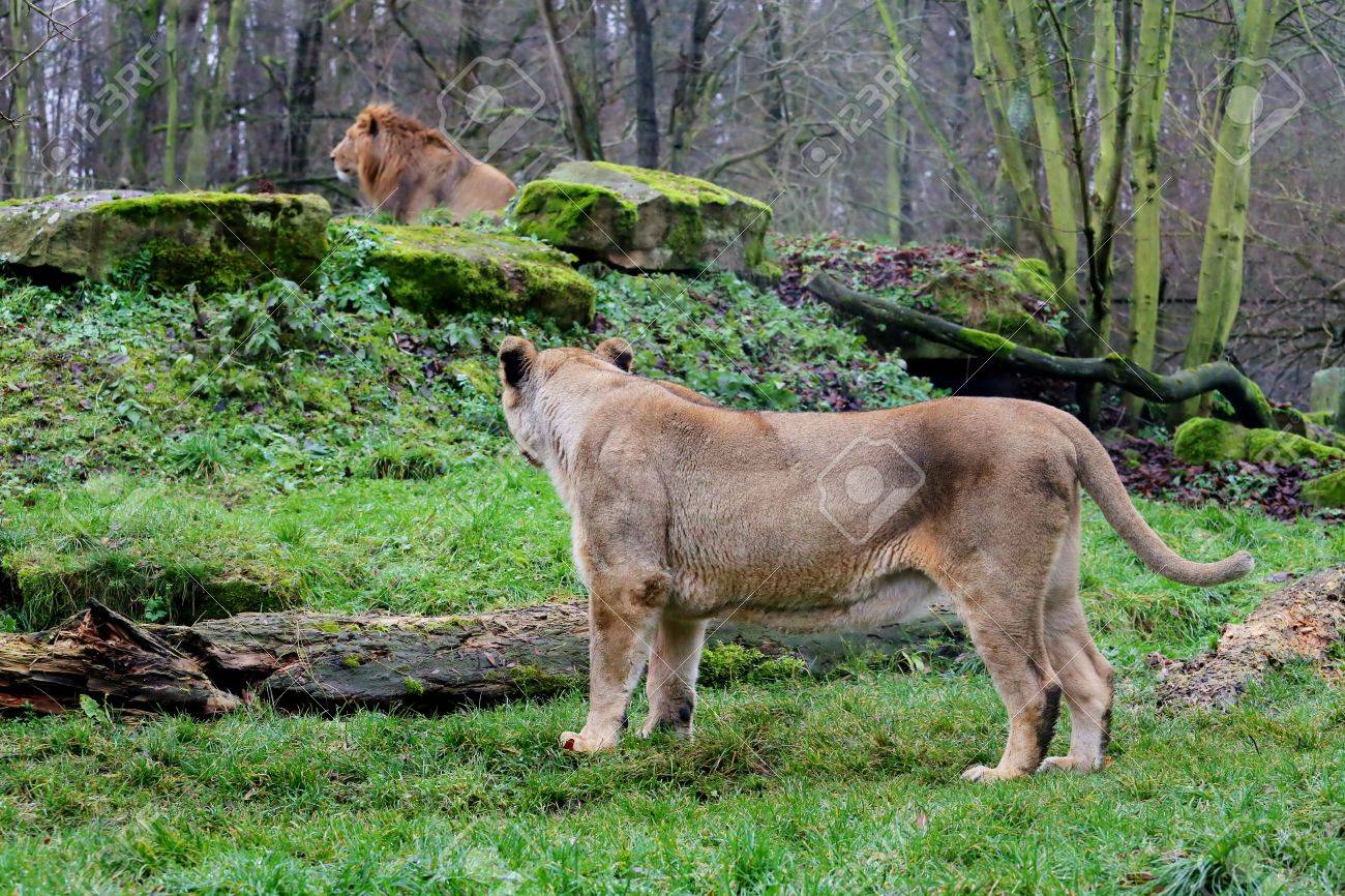 Leo weiblich, die ein Leo-Männchen