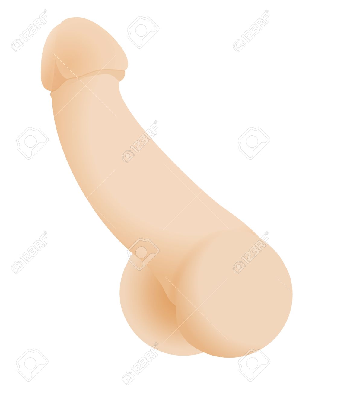 Human Penis Illustration. Man Reproductive Organ Illustration Isolated On  White Background. Royalty Free SVG, Cliparts, Vectors, and Stock  Illustration. Image 63873514.