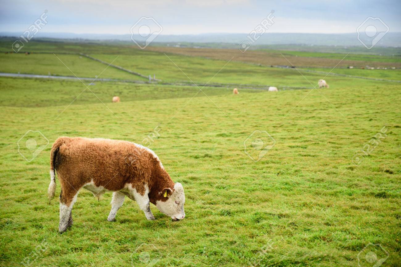 Irish bull stock photo. Image of country, meadow, countryside - 14900586, image size:1300x867