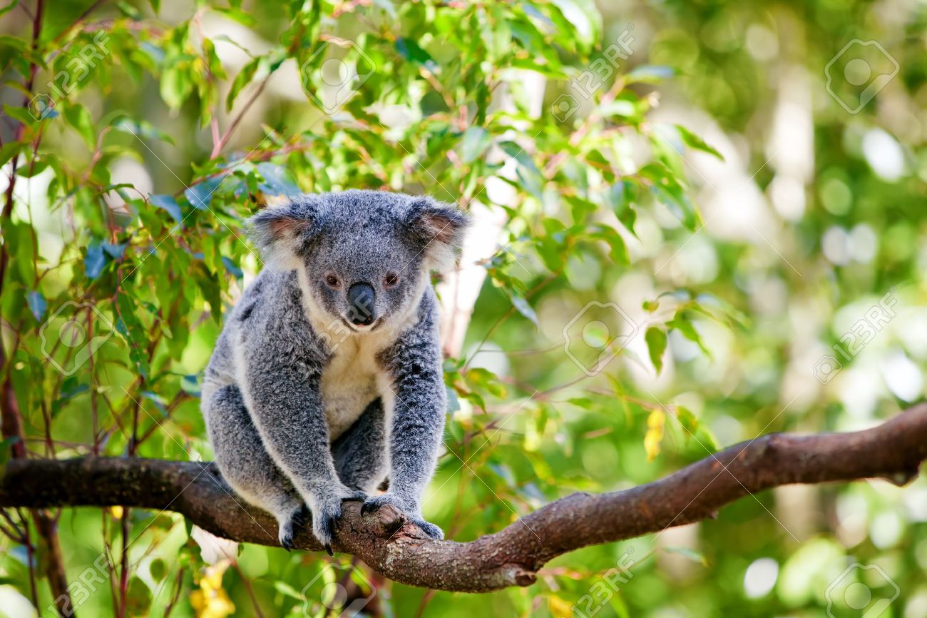 Cute Australian Koala In Its Natural Habitat Of Gumtrees Stock Photo, Picture And Royalty Free Image. Image 12683167. Cute Australian Koala In Its Natural Habitat Of Gumtrees Stock Photo, Picture And Royalty Free Image. Image 12683167.