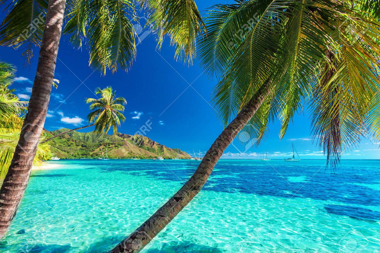 Palm Trees On A Tropical Beach With A Blue Sea On Moorea Tahiti