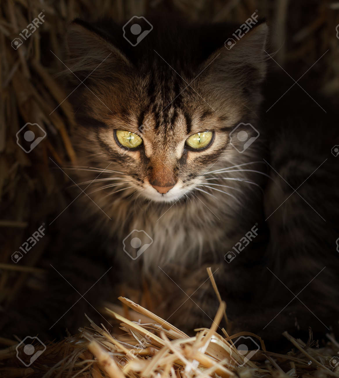 etiam-dictum-ipsum-a-felis