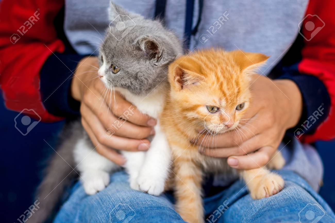 Boy Holds On His Hands Small Gray And Orange Kitten Scottish
