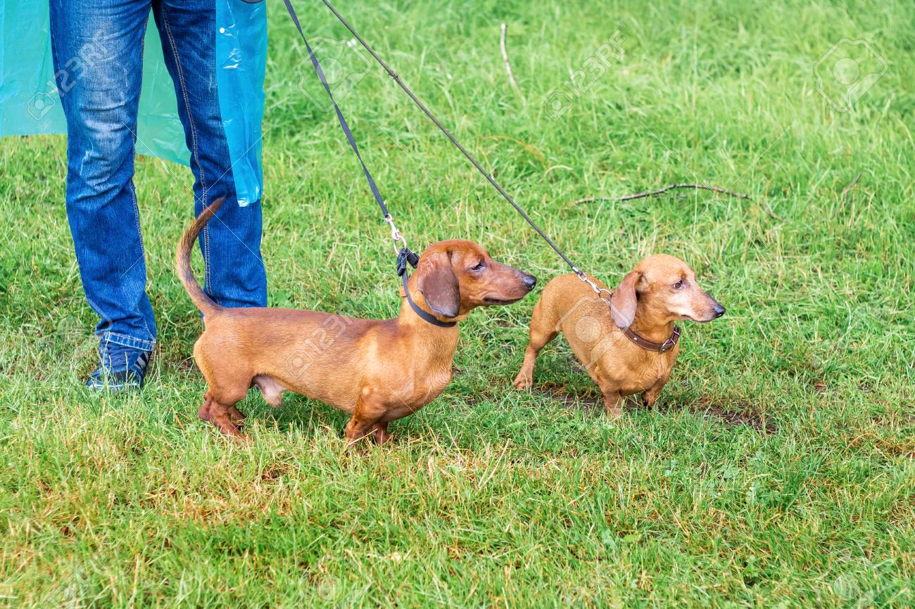 dachshund leash