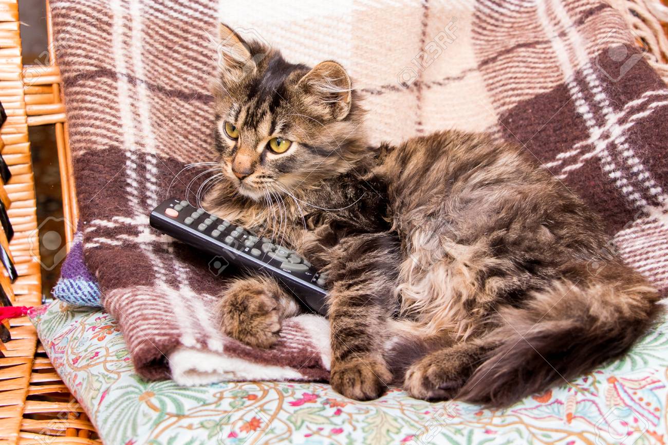 remote control kitten